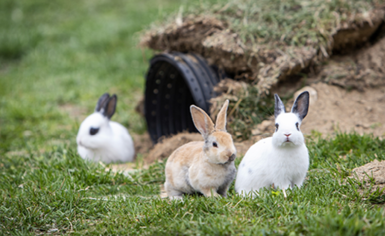 대관령 하늘목장