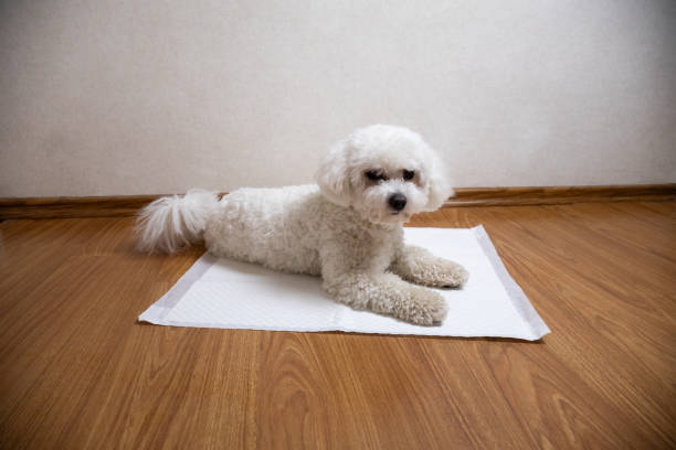 강아지 배변 훈련이 중요한 이유