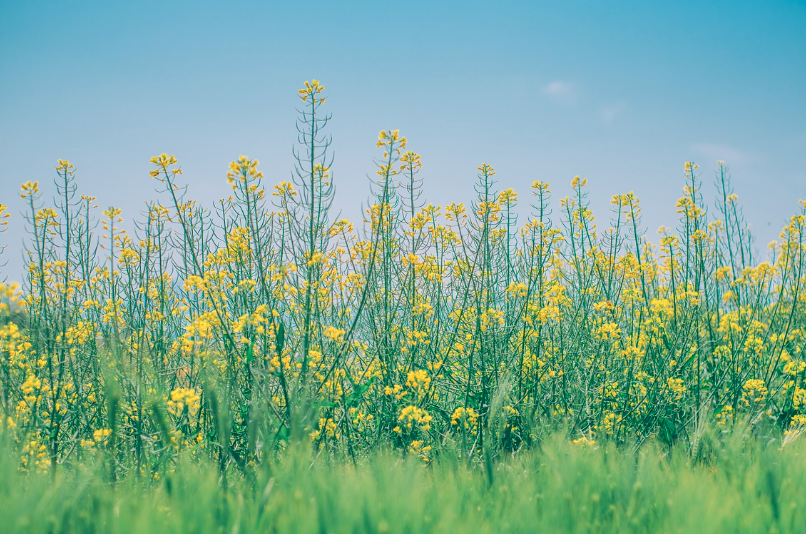 2025 구리 유채꽃축제