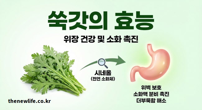 쑥갓의 효능 위장 건강 및 소화 촉진 (시네올 성분의 위벽 보호 및 천연 소화제 작용)