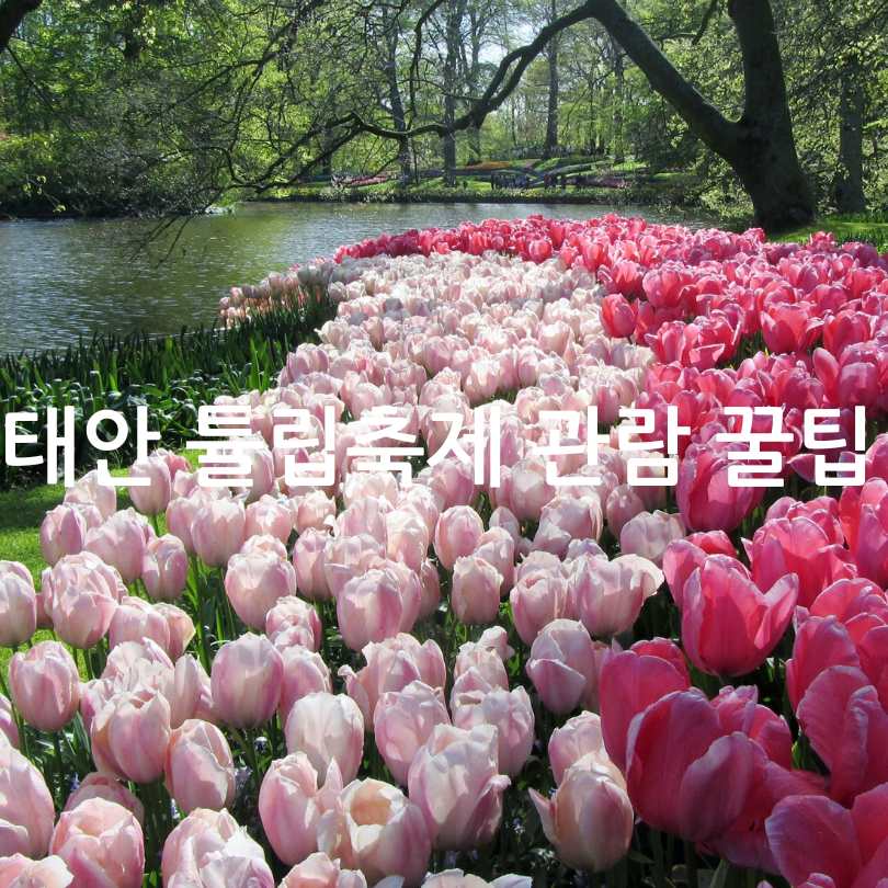 2025년 태안 세계튤립꽃박람회