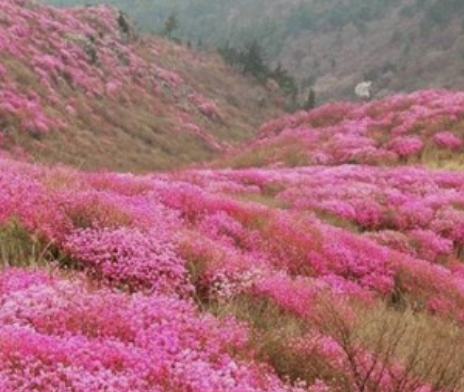 진달래꽃명소