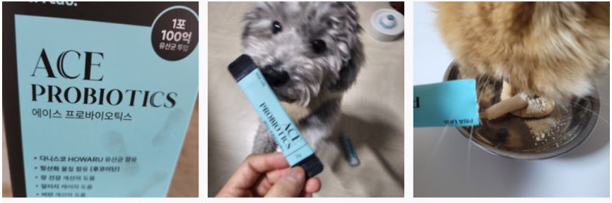강아지-프로바이오틱스-추천