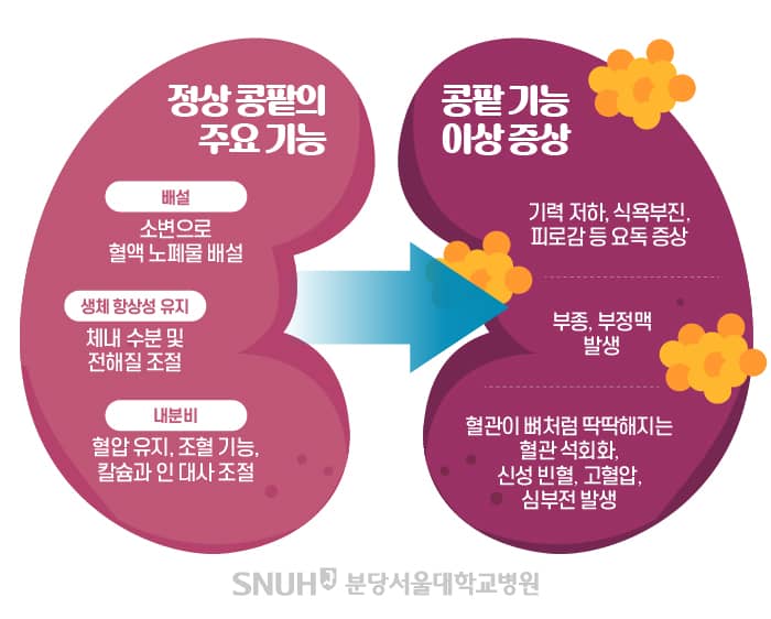 콩팥기능을설명하는 사진