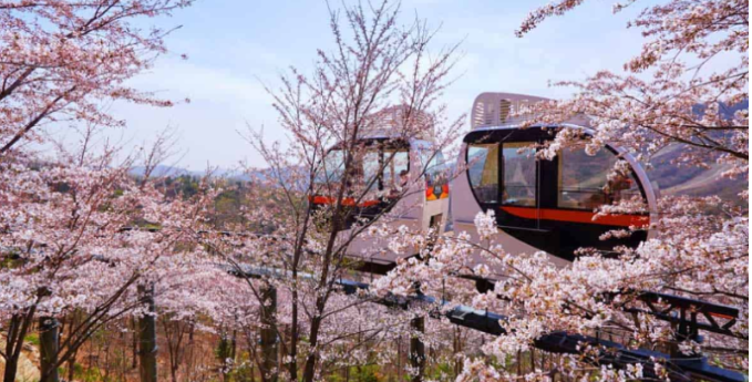 화담숲 벚꽃 사진