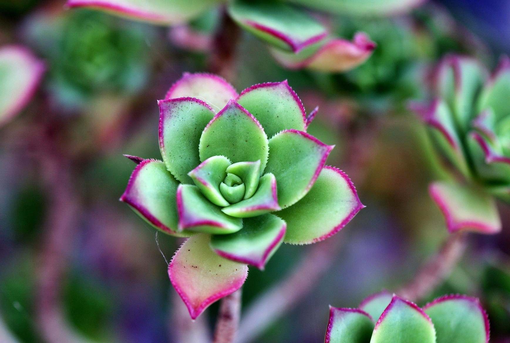 영하 한파에도 식물 살리는 법! 다육이&middot;몬스테라&middot;고무나무 겨울 월동 완전 가이드