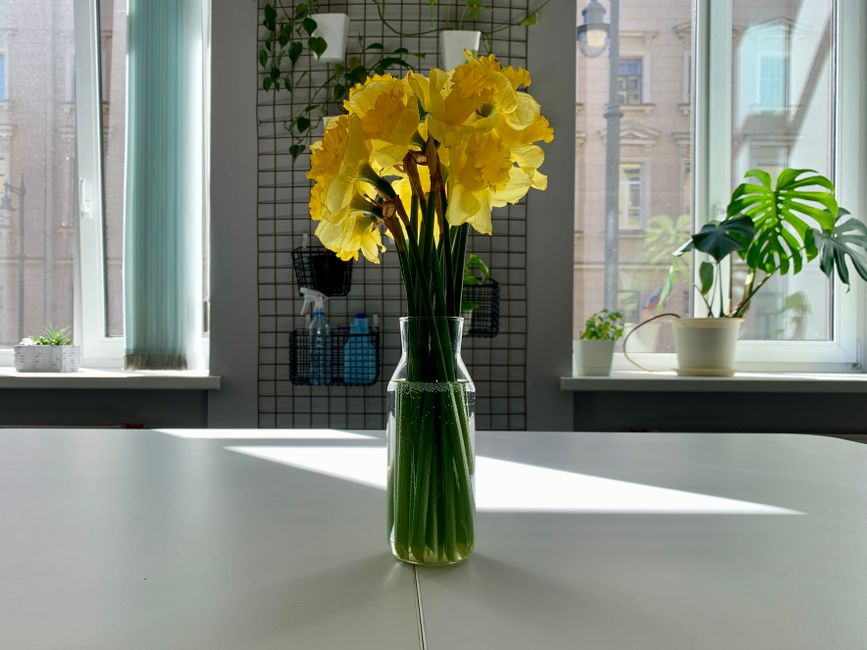 A bouquet of vibrant yellow daffodils displayed in a glass vase, illuminated by sunlight indoors.