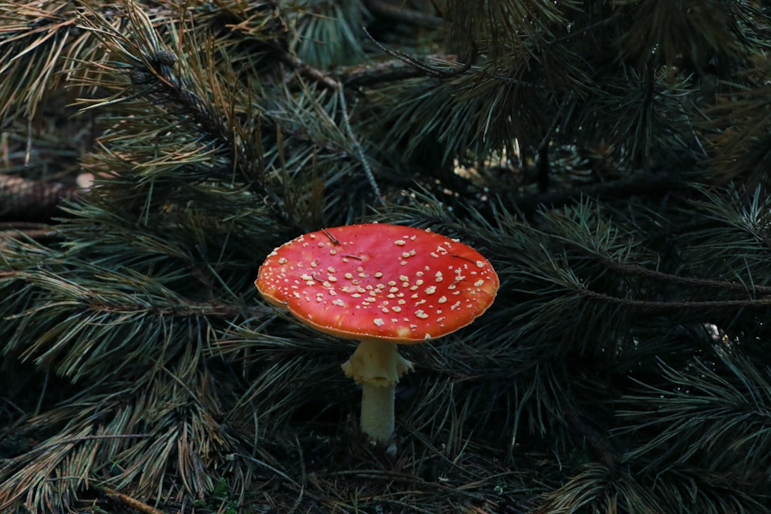 Identification
