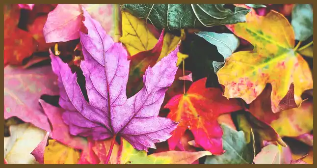 서울 근교 단풍 명소 (지금이 단풍 절정시기)