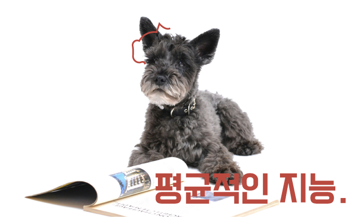 강아지-평균지능