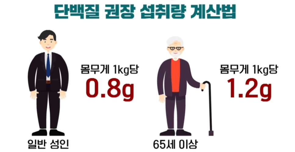 단백질권장량
