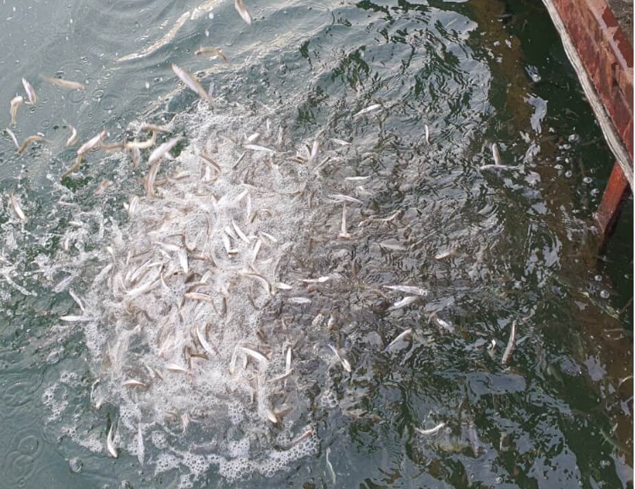 강화 양오 빙어축제