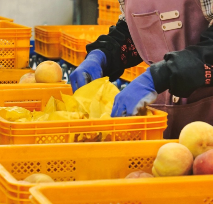 생방송투데이 복숭아