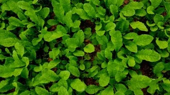 열무 재배 빠른 파종 잔털 제거 혼식 요령_10