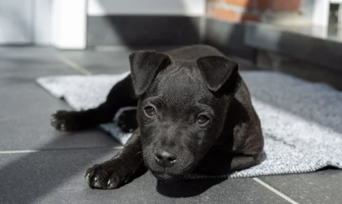 강아지 매트/출처:어도비스톡