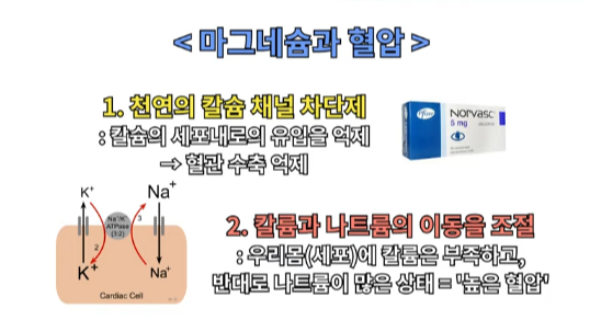마그네슘