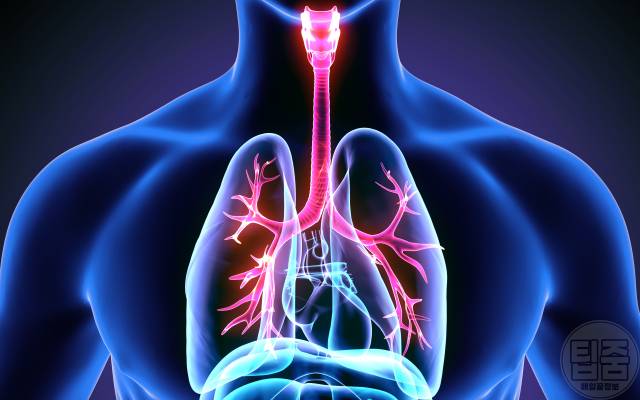 토마토효능 토마토 매일 먹으면 폐