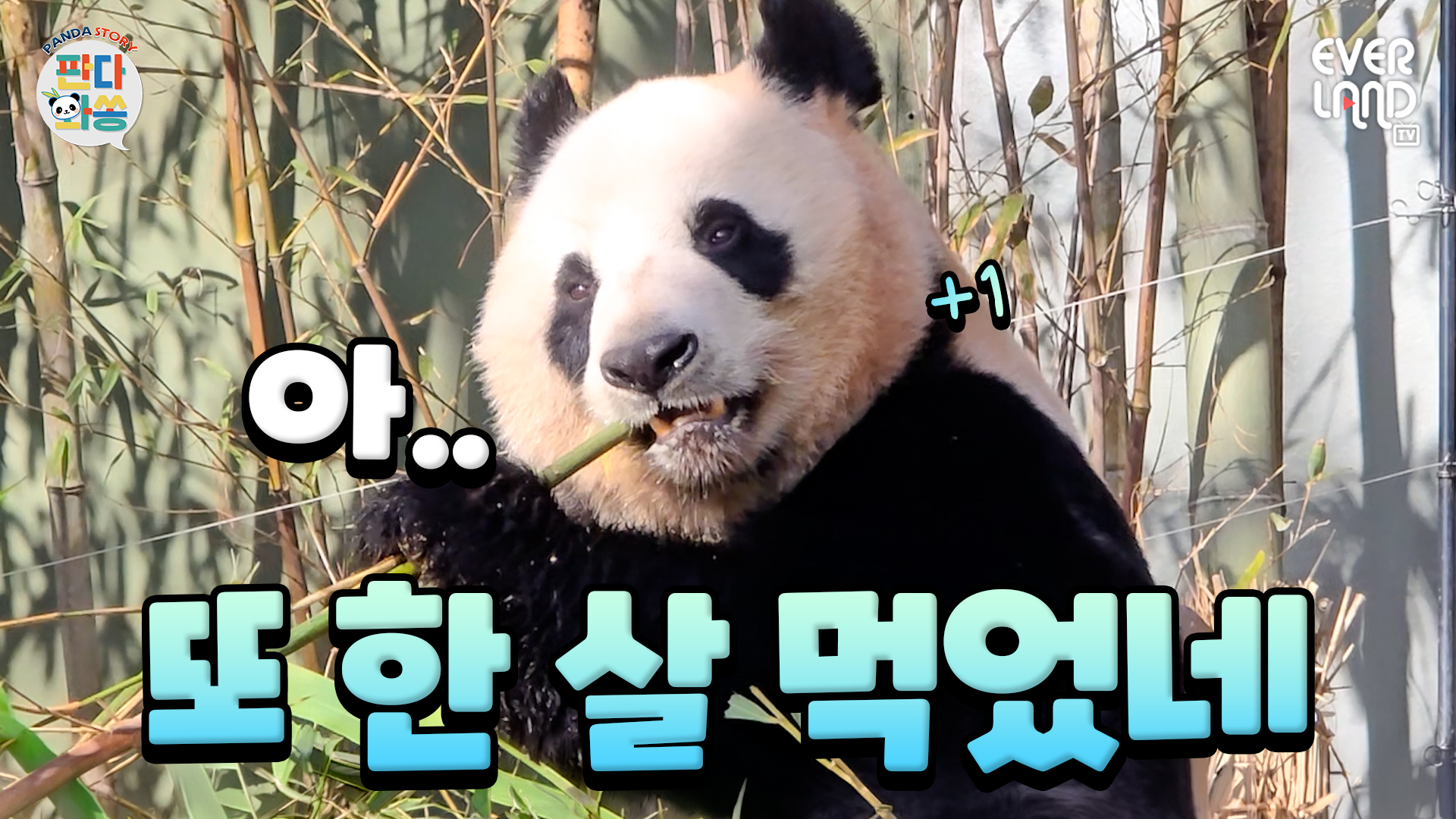 아 한 살 더 먹기 싫은데 대나무는 먹고 싶네｜#판다와쏭 #243