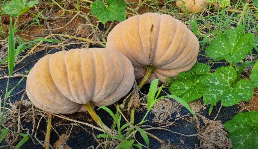 오늘N 이 맛에 산다 부안 부건농장 직거래 농산물 절임배추 고추가루 김장김치재료