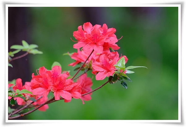"철쭉" 봄을 수놓는 붉은 유혹, 당신이 몰랐던 화려한 비밀의 꽃!