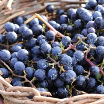 머루포도 효능키우기제철머루포도주 담그기먹는 방법보관 방법 안내_16