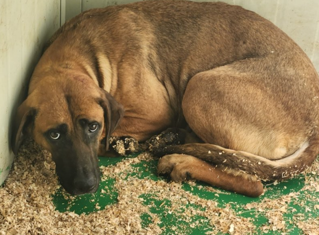 식용개 보상 개고기 식용 금지법 보상 식용개 사육농가 마리당 최대 60만원