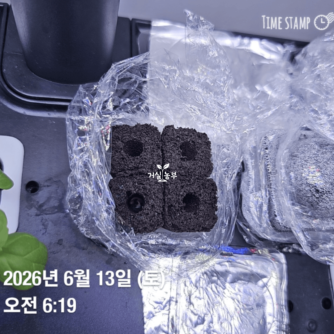 수경재배기 배지에서 씨앗이 발아해 떡잎이 올라오기 시작한 케일