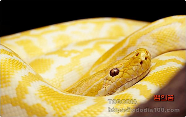 뱀꿈-꿈해몽-노랑뱀
