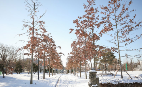 대전 겨울 여행 명소, 장태산자연휴양림·한밭수목원·보문산행복숲길·유림공원