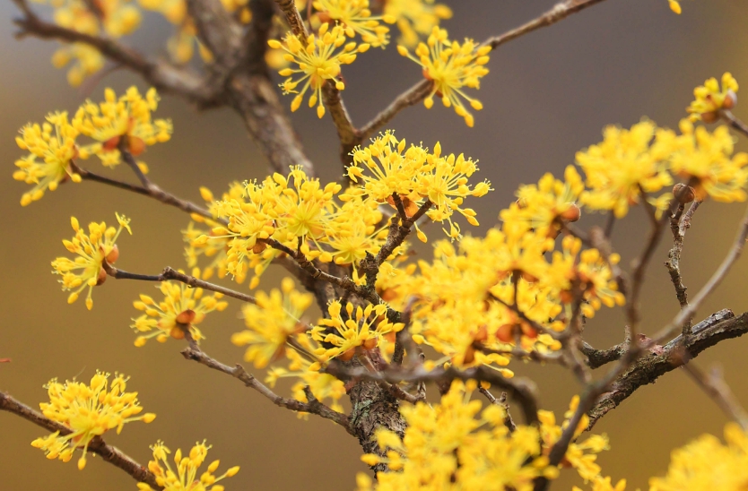 전남 산수유꽃 축제