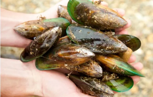 초록입홍합 섭취량 칼로리_5