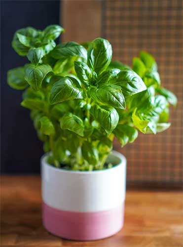 바질-화분