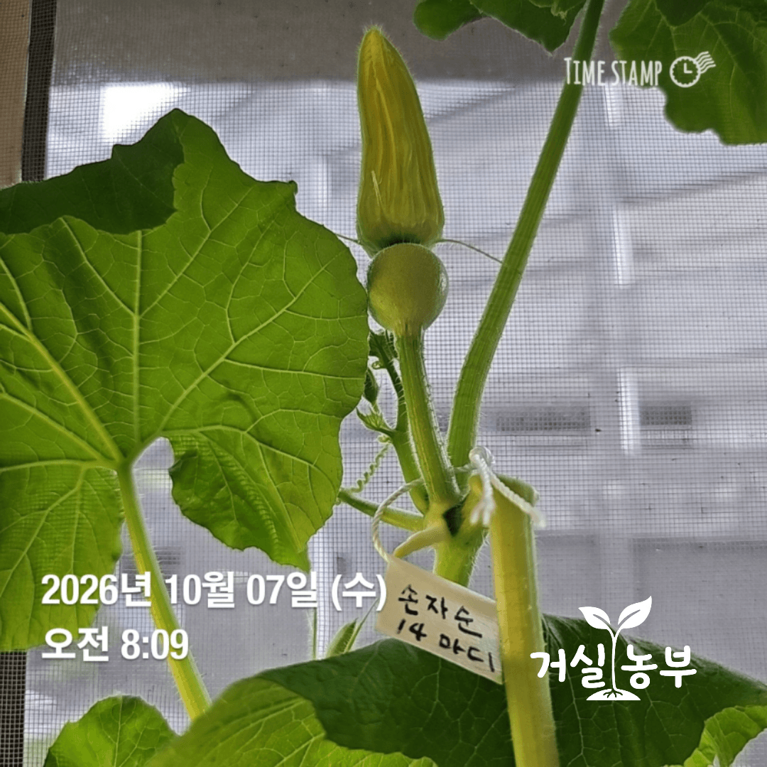 같은 날 줄기에서는 꽃 아래 동그란 씨방이 보이는 암꽃 봉오리도 자라고 있었습니다. 아직 꽃은 피지 않았습니다.
