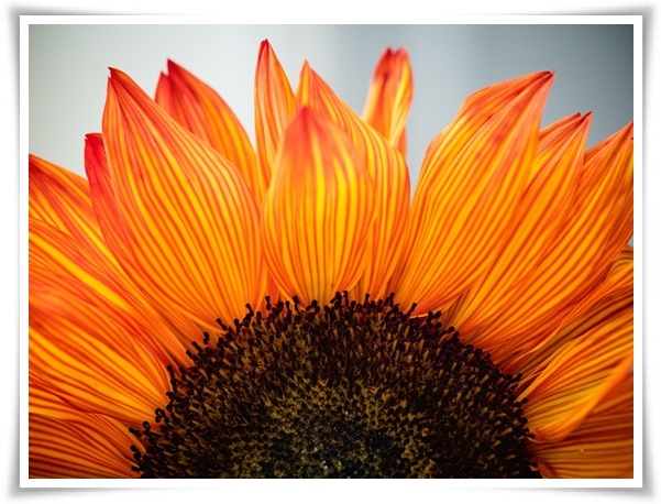 여름의 상징 희망과 사랑의 꽃 "해바라기"