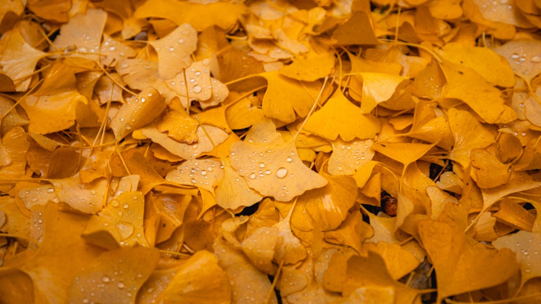 Ginkgo