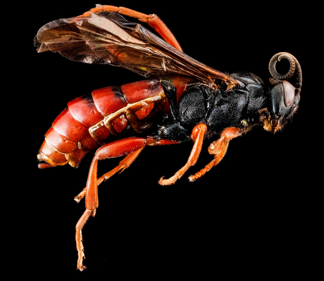 Insect