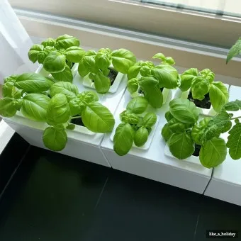 바질 재배 실내 재배 가지 치기 잎 수확_10