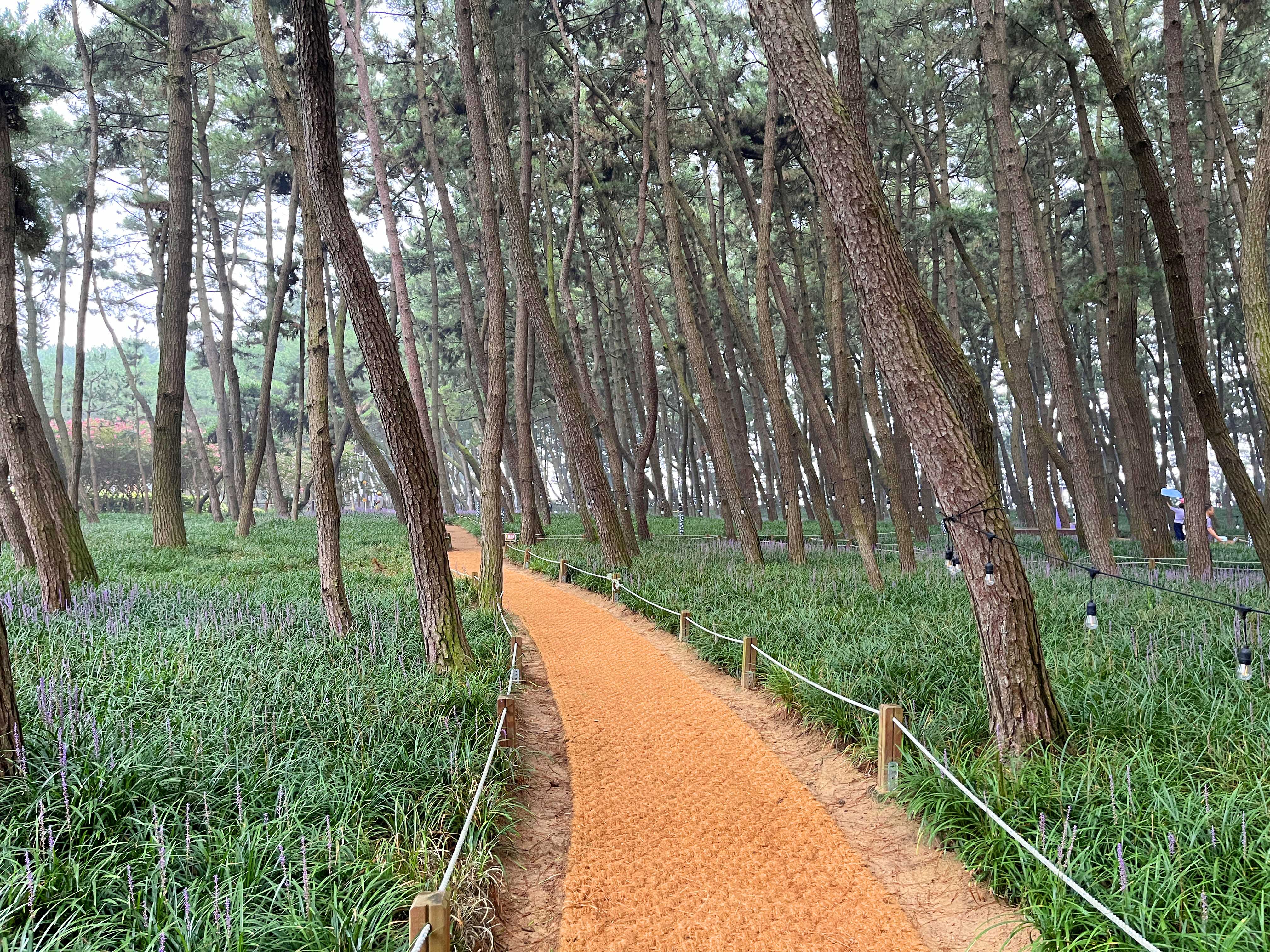 장항 맥문동 축제