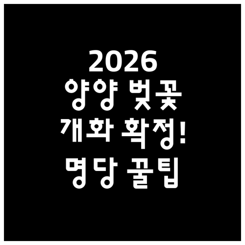 2026 양양 벚꽃 개화 일정 및 남..