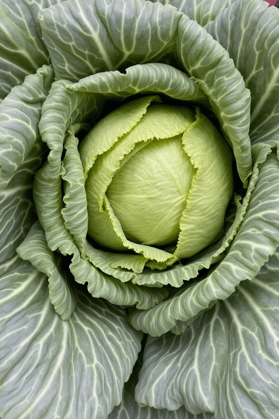 양배추 사진입니다.