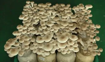 만가닥버섯 효능_19