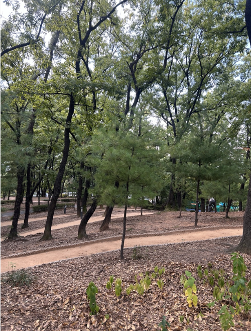 수원 권선중앙공원 맨발걷기 후기
