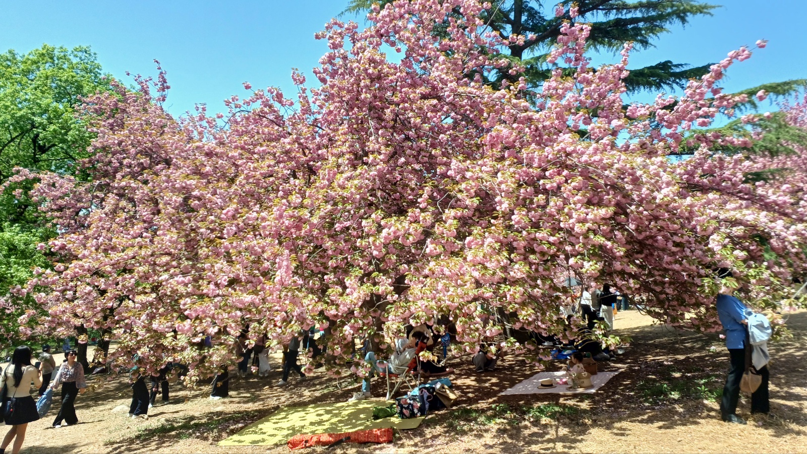 경주 불국사 겹벚꽃12