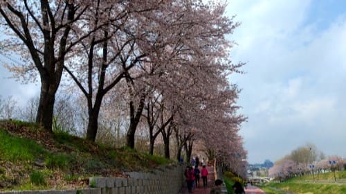 양재-시민의-숲-공영-주차장-정보