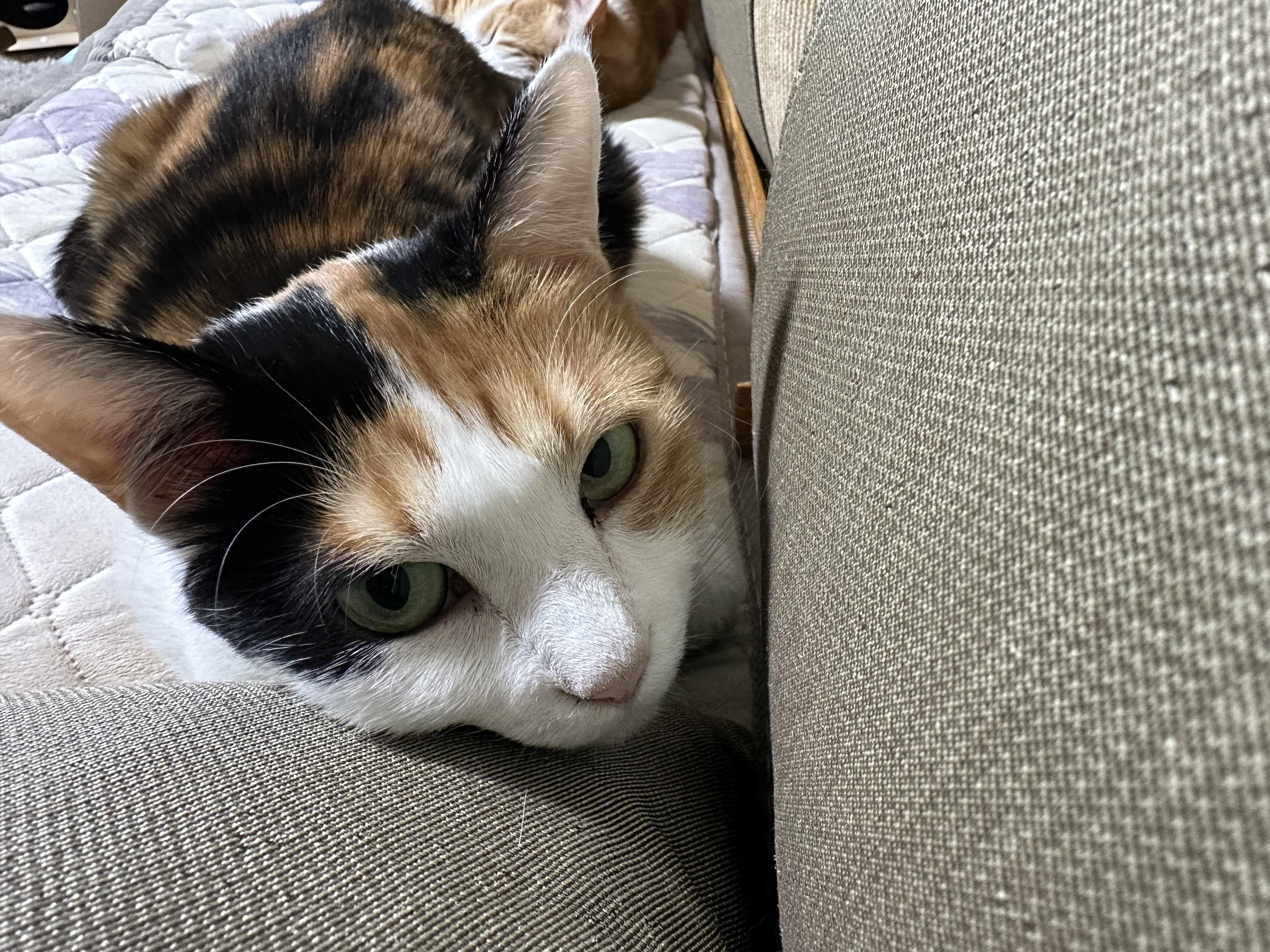 사차원 요미의 짧고 귀여운 이야기들