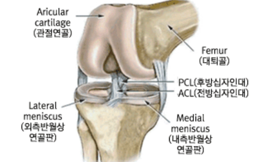무릎 인대