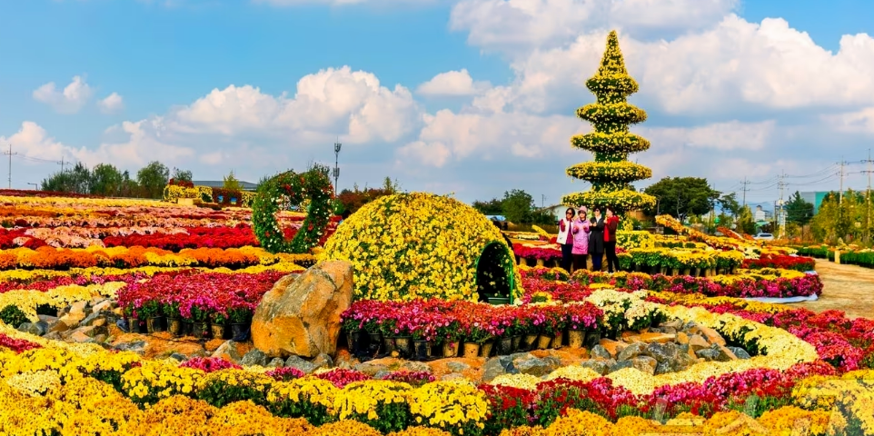 경기도 연천 국화축제