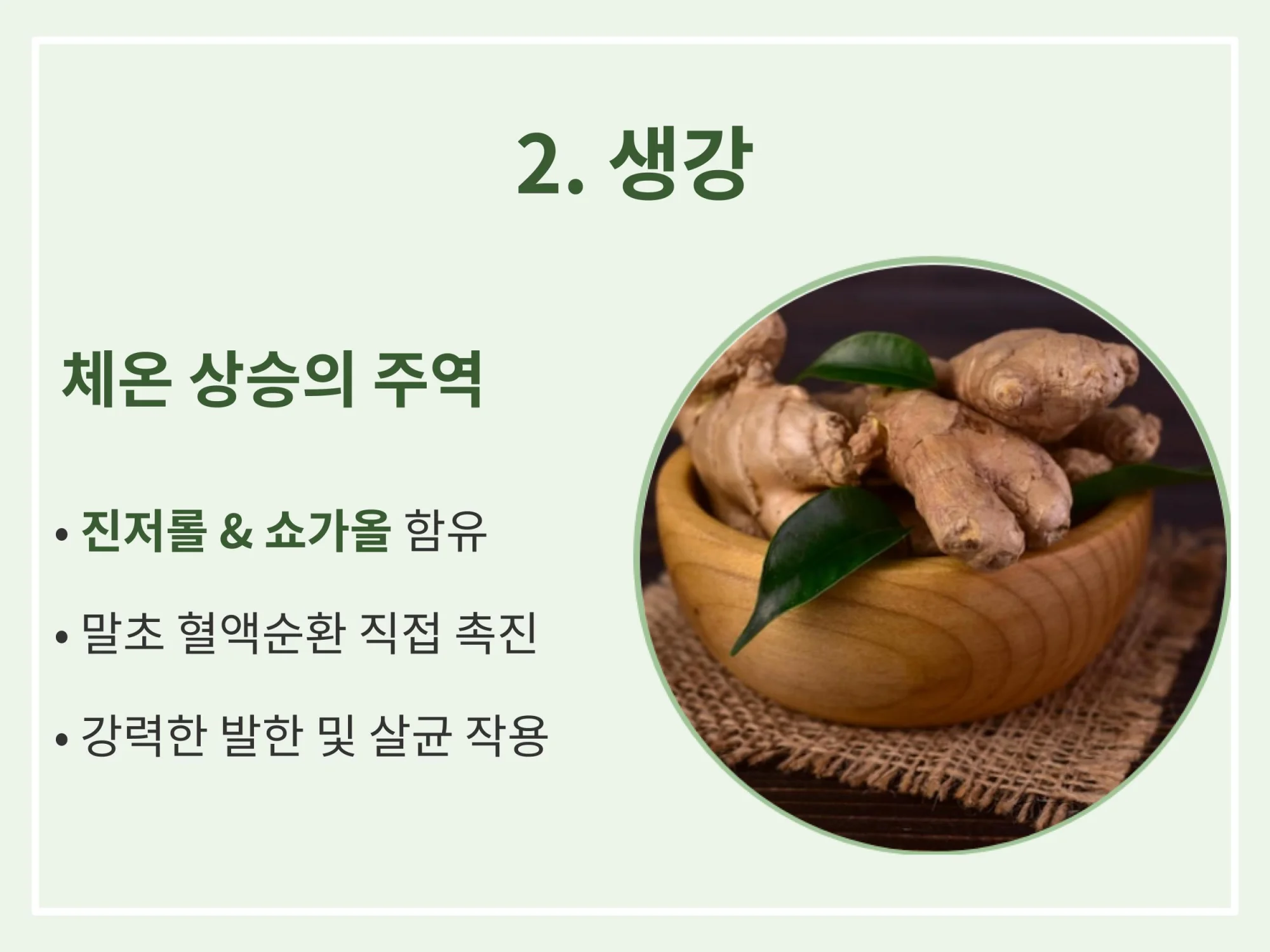 진저롤과 쇼가올 성분으로 체온 상승 및 말초 혈액순환을 돕는 생강의 효능