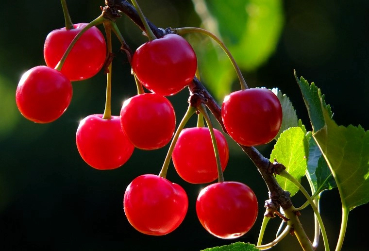 벚나무 열매 버찌 효능 5가지 및 먹는법과 버찌 청 만들기