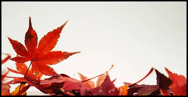 2024 내장산 단풍축제 기간 (국립공원)